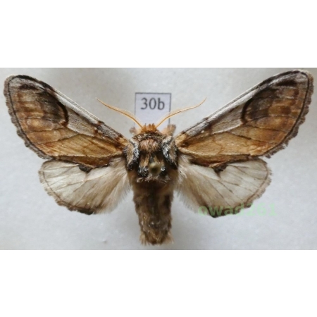 Notodonta ziczac (Linnaeus, 1758) male Czech30b